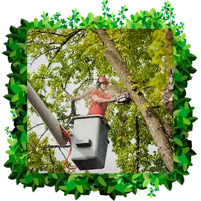 Tree Services